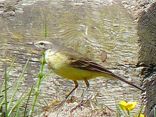 Blue-headed Wagtail  Brampton
