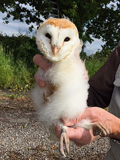 Barn Owl @ SK58 &copy; Chris Lilley