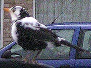 Leucistic Blackbird- N Anston