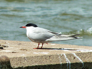 Common Tern @ Langold Lake &copy; John Gallagher