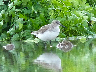 Dunlin @ Hodsock &copy; John Gallagher