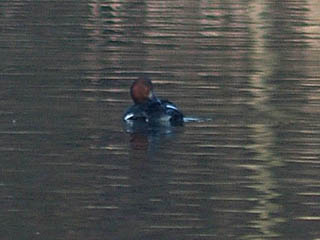 Ferruginous Duck Brown Bailey's
