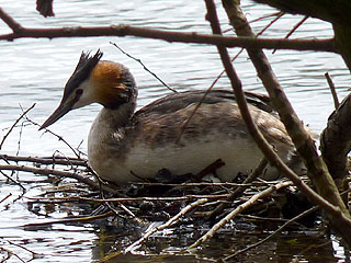 Great Crested Grebe J Gallagher
