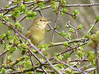 Grasshopper Warbler Dinnington Marsh