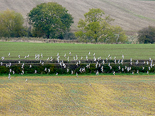 Golden Plover @ Axle Lane &copy; Brian Chambers