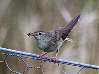 Grasshopper Warbler @ Kiveton &copy; Alan Bateman