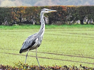 Heron @ Todwick &copy; Ray Sykes