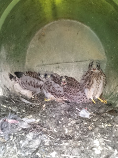 Kestrels @ SK58 &copy; Chris Lilley