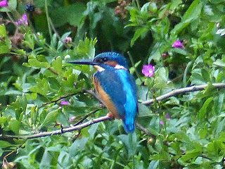 Kingfisher @ Chesterfield Canal &copy; Brian Chambers
