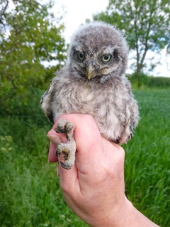 Little Owl @ SK58 &copy; Chris Lilley