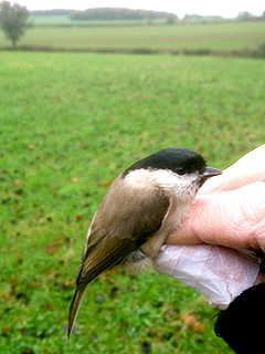Marsh Tit  @ Swinston Hill Woods  &copy; Chris Lilley