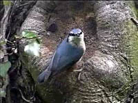 Nuthatch @ Roche Abbey