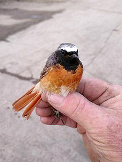 Redstart @ Harry Croft's Works &copy; Chris Lilley