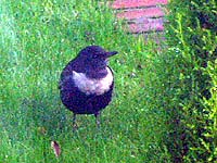 Ring Ouzel (m)- N Anston