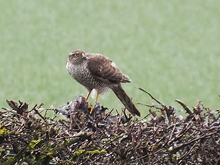 Sparrowhawk @ Todwick &copy; Ray Sykes