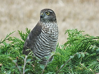 Sparrowhawk @ Todwick &copy; Ray Sykes