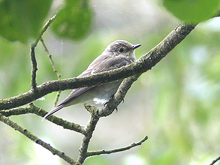 Spotted Flycatcher @ Langold Lake &copy; Brian Chambers