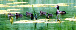 Tufted Duck family, Langold Holt