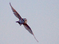 Barn owl NAPT Paul Rigg
