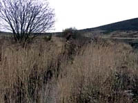 Cramfit Brook