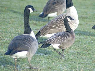 minima Canada Goose (feral)  GEOFF FACER