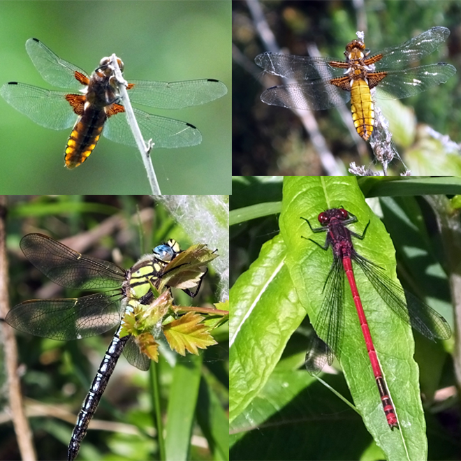 m.HairyDragonfly, m. Large Red Damselfy, imm. f. Broad Bodied Chaser @ Whisby &copy; Peter Kenworthy 